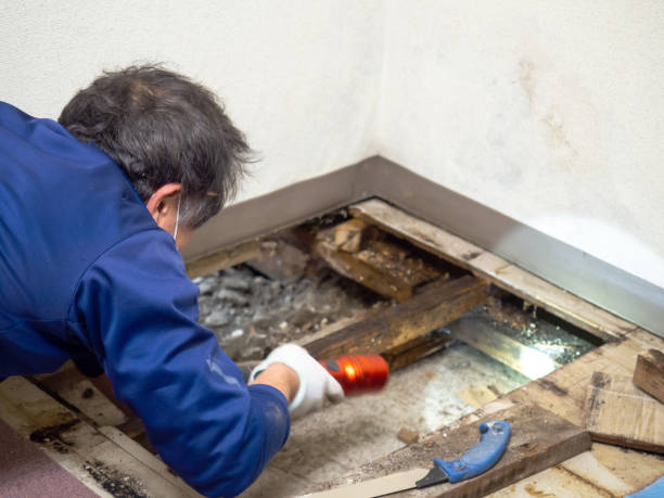 Best Black Mold Remediation in Stockton, IL
