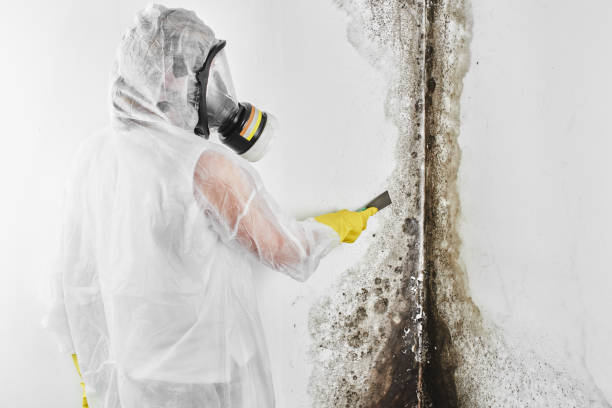 Best White Mold Remediation in Stockton, IL