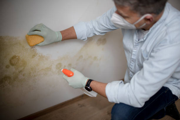 Best Industrial Mold Remediation in Stockton, IL