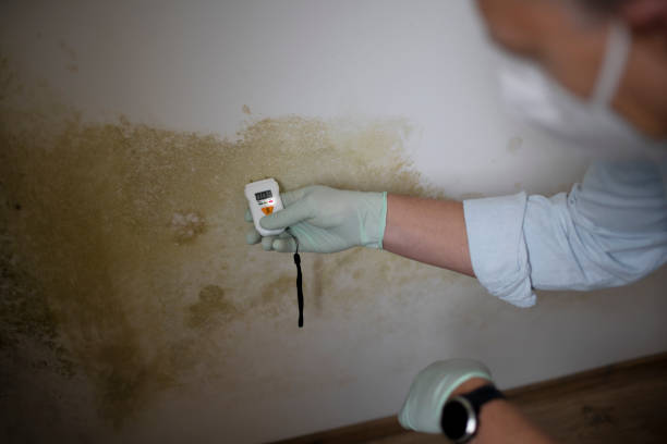 Best Kitchen Mold Remediation in Stockton, IL