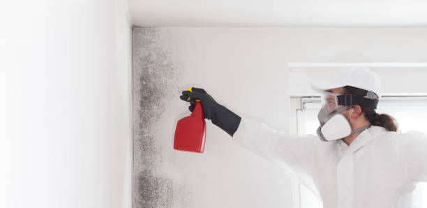 Best Insurance-Related Mold Remediation in Stockton, IL