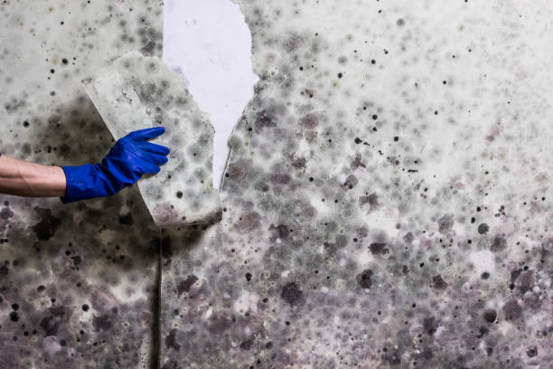 Best Residential Mold Remediation in Stockton, IL