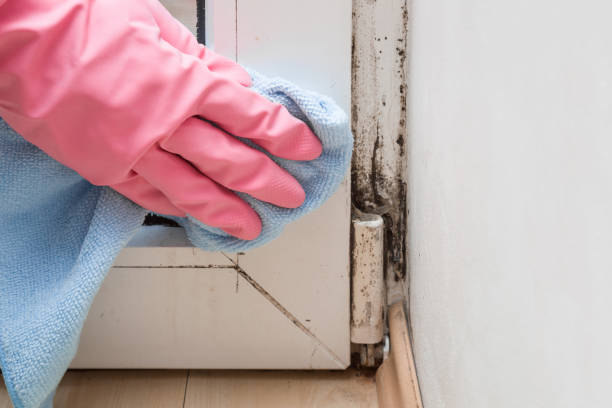 Best Health and Safety Mold Remediation in Stockton, IL